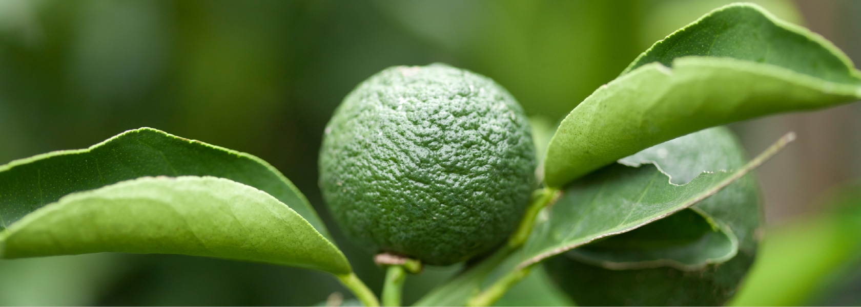 地域資源に密着